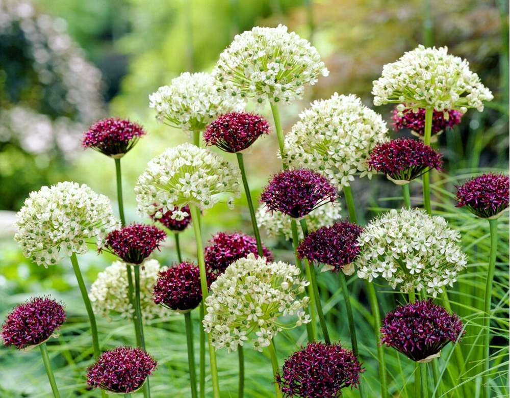 Alliumblanding 'Day & Night'